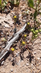 Amblyopappus pusillus