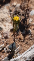 Amblyopappus pusillus