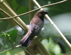 Cyanoloxia cyanoides