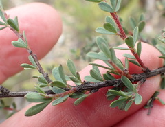 Indigofera denudata