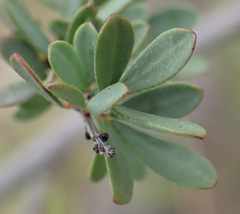 Indigofera denudata