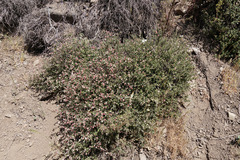 Viviania marifolia