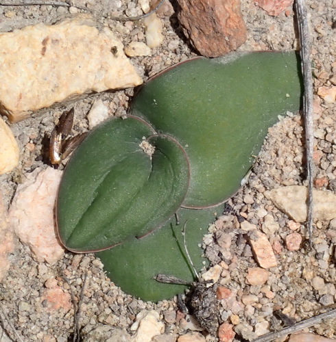 Drimia karooica