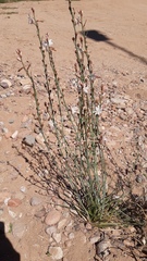 Asphodelus fistulosus