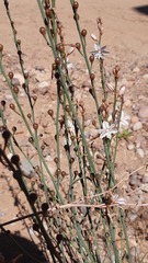 Asphodelus fistulosus
