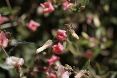 Viviania marifolia