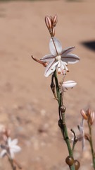 Asphodelus fistulosus