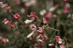 Viviania marifolia