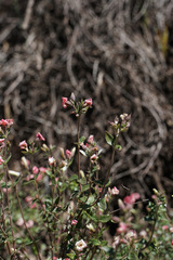 Viviania marifolia