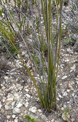 Bobartia macrospatha