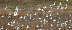 Calidris alpina