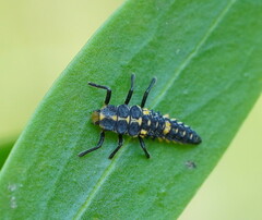 Cleobora mellyi