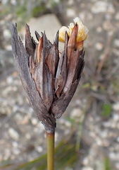 Bobartia macrospatha