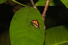 Edessa scutellata