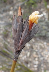 Bobartia macrospatha