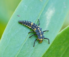Cleobora mellyi
