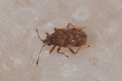 Lygaeidae