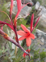 Watsonia wilmaniae