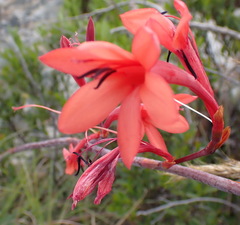 Watsonia wilmaniae