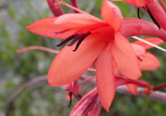 Watsonia wilmaniae