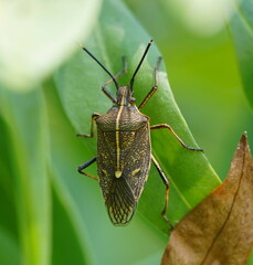 Omyta centrolineata