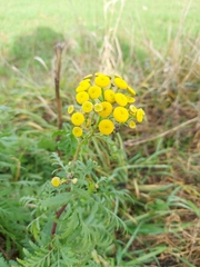 Tanacetum vulgare