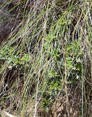 Morella quercifolia