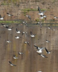 Calidris alpina