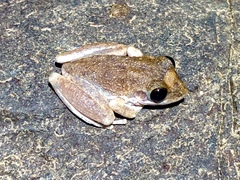 Litoria coplandi