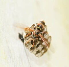 Polistes humilis humilis
