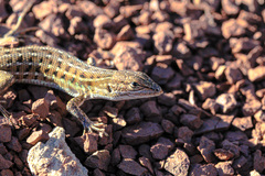 Psammodromus edwarsianus