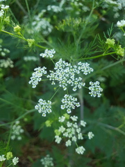 Chaerophyllum bulbosum