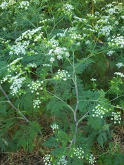 Chaerophyllum bulbosum