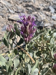 Salvia pachyphylla