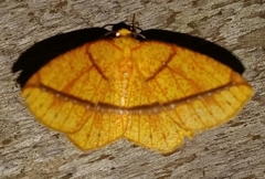 Image of Melinodes ignea