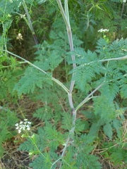 Chaerophyllum bulbosum