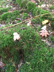 Geastrum rufescens