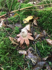 Geastrum rufescens