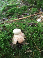 Geastrum rufescens