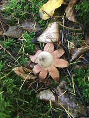 Geastrum rufescens