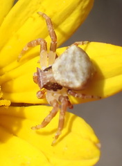 Thomisus citrinellus