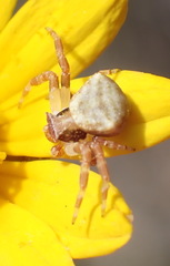 Thomisus citrinellus