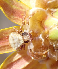 Thomisus citrinellus