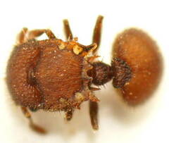 Meranoplus oceanicus