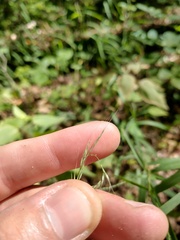 Muhlenbergia sylvatica