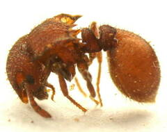 Meranoplus oceanicus