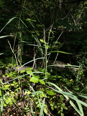 Muhlenbergia sylvatica