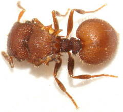 Meranoplus oceanicus