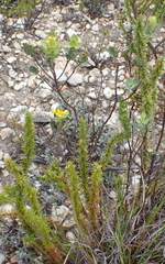 Gnidia styphelioides