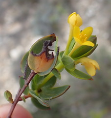 Gnidia styphelioides